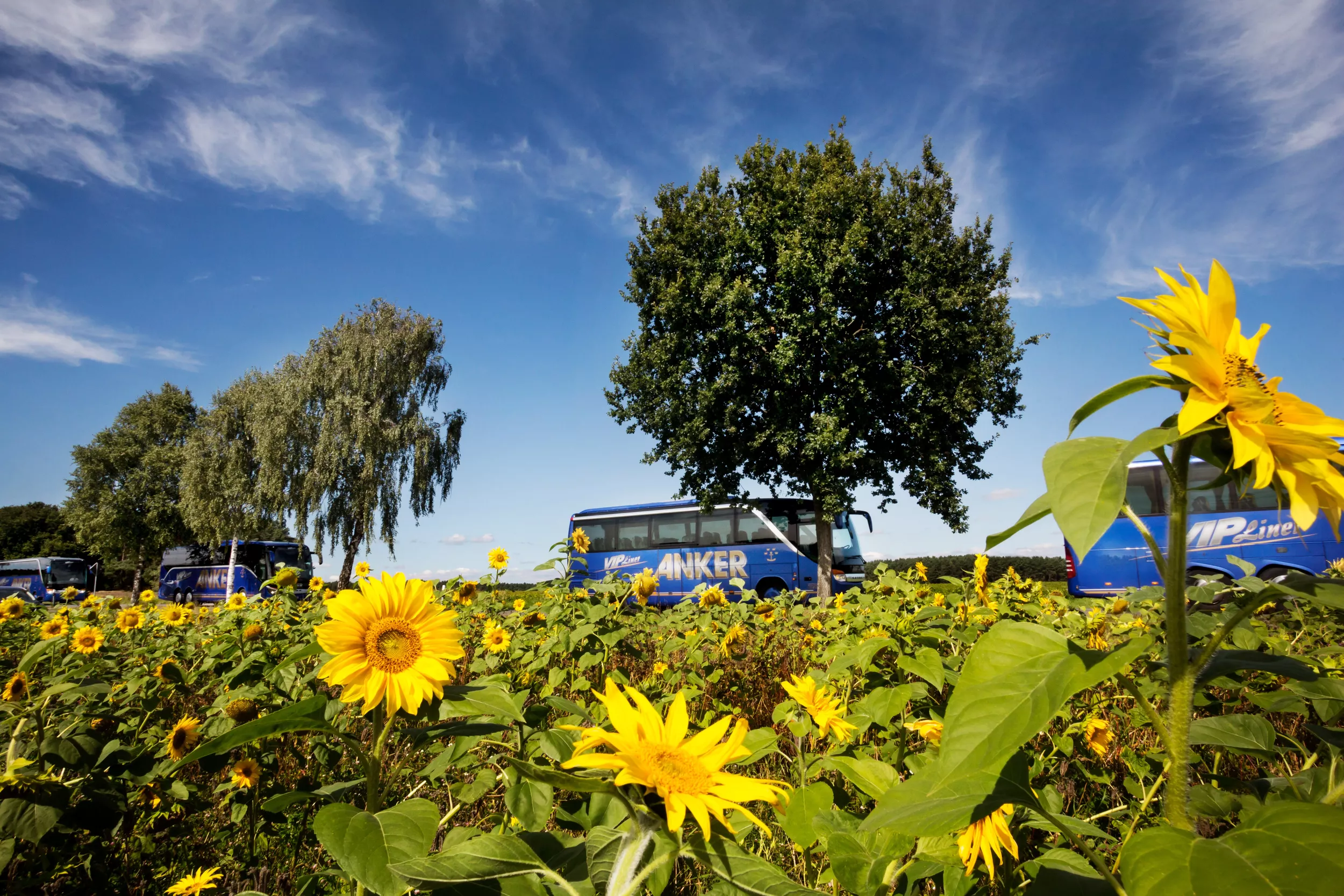 Anker Reisebusse im Sonnenblumenfeld